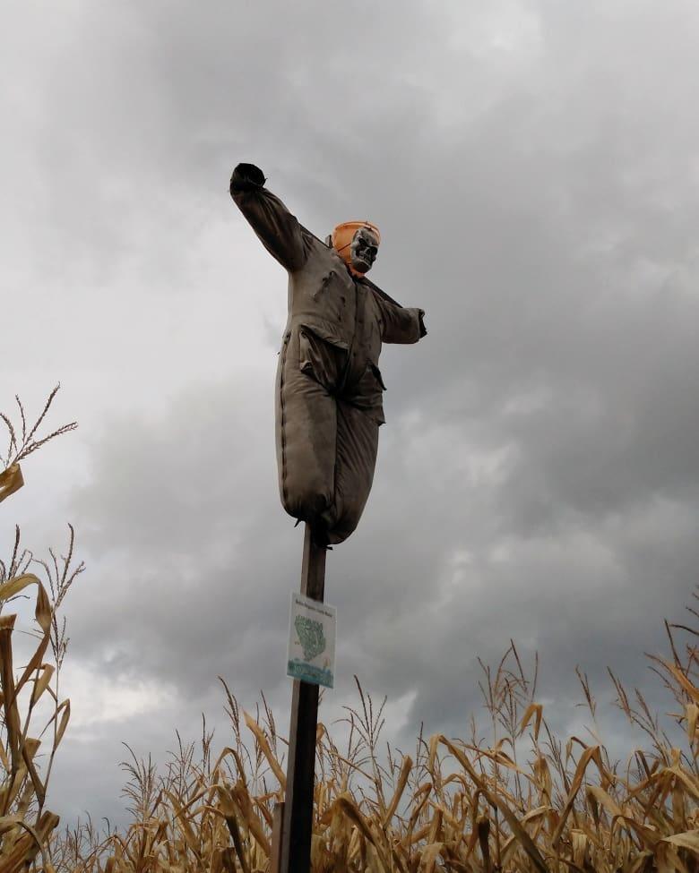 Photograph of a scarecrow with a pumpkin head in a corn maze.