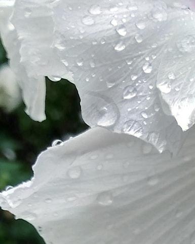 Closeup photograph of dew drops on white flower petals. 